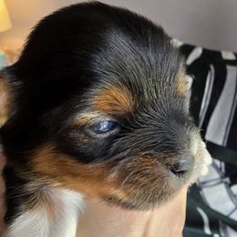 Ireland - Black tan and white female Biewer Terrier puppy in Chesapeake, Virginia from Bellissima Biewers & Yorkies