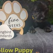 Yellow Girl - Black female Standard Schnauzer puppy in Bowie, Maryland from Songbird Standard Schnauzers
