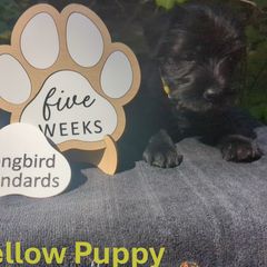 Yellow Girl - Black female Standard Schnauzer puppy in Bowie, Maryland from Songbird Standard Schnauzers