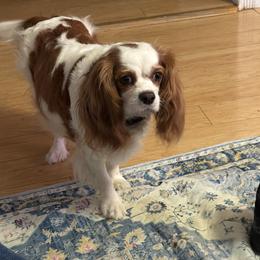 Cavalier King Charles Spaniel All Grown Up from Raised by Cathy
