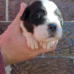 Charlie Brown - Brown and white male Saint Bernard puppy in Kinsman, Ohio from Coleman Saint Bernards of Ohio
