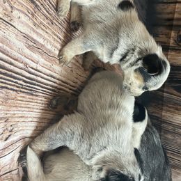 Australian Cattle Dog Puppies from Diamond Falls Cattle Dogs