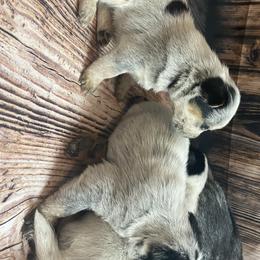 Australian Cattle Dog Puppies from Diamond Falls Cattle Dogs