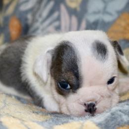 Snowflake - Blue tri-color female Bulldog puppy in Zionsville, Indiana from Midwest Bulldogs