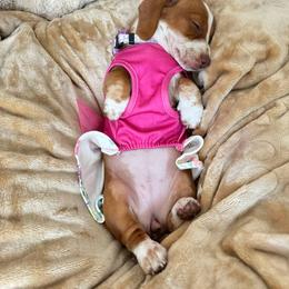 Dachshund Puppies from Witchy Woman’s Wiener’s