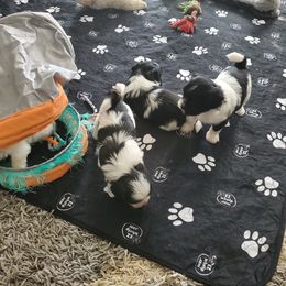 Shihpoo, Shih Tzu, and Yorkipoo Puppies from The Luckie Puppy