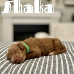 Shaka - Light Green Collar Male - Red Australian Labradoodle puppy in Whittier, California from Rouxdle Douxdle