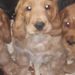 English Cocker Spaniels from Castle of Cockers