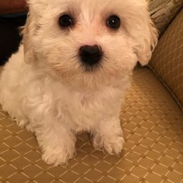 Murphy - Maltipoo puppy from Debra Stacey's Maltipoo Puppies