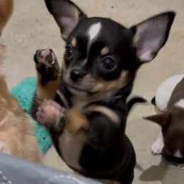 Oreo - Black and tan male Chihuahua puppy in De Quincy, Louisiana from Guys Cajun Paws
