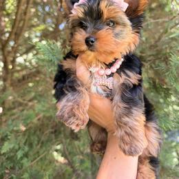 Yorkshire Terrier Puppies from Nalley Kennels