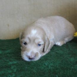Tootsie - Cream female Dachshund puppy in Pace, Florida from Shoebox Doxie’s
