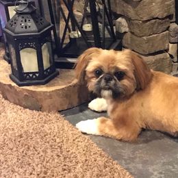 Stafford  - Shih Tzu
