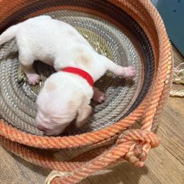 Red girl - Black brown and white female Basset Hound puppy in Walters, Oklahoma from Solo Spur Ranch