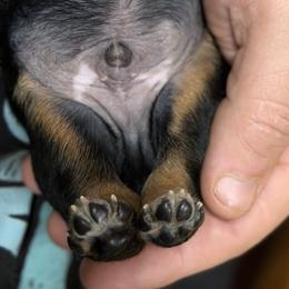 Dachshund Puppies from Witchy Woman’s Wiener’s