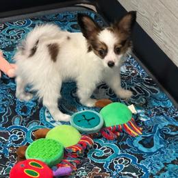 Ashley - Red white and sable female Papillon puppy in Howe, Oklahoma from Southern Sweet Papillons