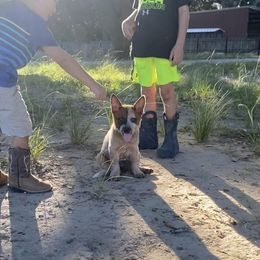 Australian Cattle Dog Puppies from Rockin C Heelers