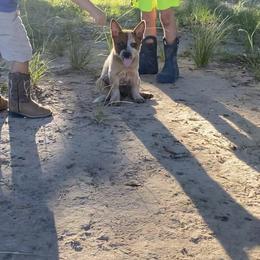 Australian Cattle Dog Puppies from Rockin C Heelers