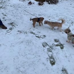 Border Collie Puppies from Burke BC’s