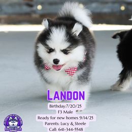 Landon - Black and white male Pomsky puppy in Humeston, Iowa from M.A.R. Dogs