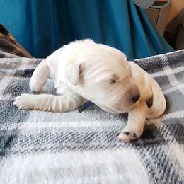 Gray - Golden female Golden Retriever puppy in Lucasville, Ohio from Halo Kennels