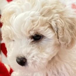Maltese from Katherine's Maltese