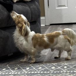Ghost - Dachshund