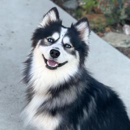 Bowser - Pomsky