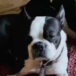 Boston Terriers and Pomeranians from Mosaic Poms Too