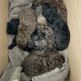 Poodle Puppies from Creek Side Kennels