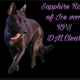 Rose - German Shepherd