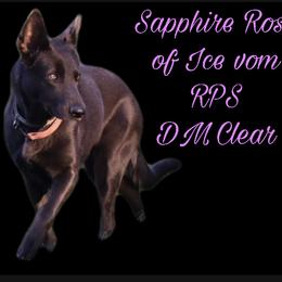 Rose - German Shepherd