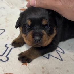 Female 1 - Black and mahogany female Rottweiler puppy in Arizona from TRK Rottweilers