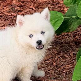 Skor's boy 2 - White male Pomsky puppy in Enid, Oklahoma from Mile Hi Pomskies