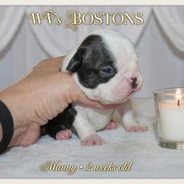 Marney - Black and white male Boston Terrier puppy in North Central, Vermont from Windy Valley’s Bostons