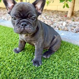 Brindle girl - Brindle female French Bulldog puppy in Gilbert, Arizona from Gilbert Puppies