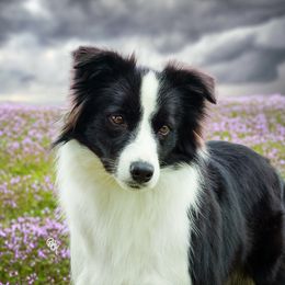Border Collies, Boston Terriers, and Cairn Terriers from Stoneridge Kennel