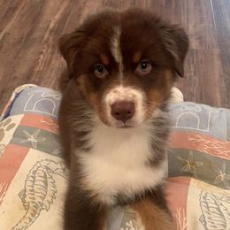 Australian Shepherds from CoralBlitz Australian Shepherds