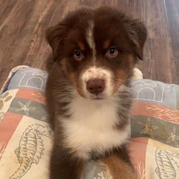 Australian Shepherds from CoralBlitz Australian Shepherds