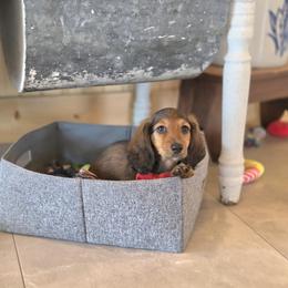 AKC Meet Jack :) - Sable male Dachshund puppy in Centerville, Iowa from Barnyard Dachshunds, Dals & Doodles