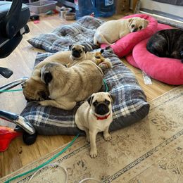 Pug Puppies from House of Briggs Pugs