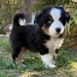Flint - Black tri male Miniature American Shepherd puppy in Phoenix, Arizona from Outlaw Minis