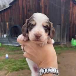 Pumpkin - Chocolate and cream male Dachshund puppy in Rogue River, Oregon from Bear Feet Dachshunds