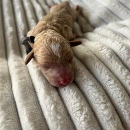 AKC Grey Collar - Red  male Poodle puppy in Powder Springs, Georgia from West Cobb Dogs
