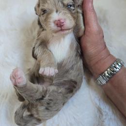 Girl 3 - Tri-color female Bernedoodle puppy in Galt, Missouri from Only Doodles!