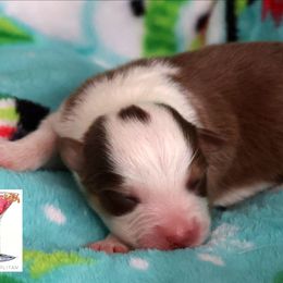 Cosmo - Red tri-color male Australian Shepherd puppy in Springville, New York from RisingStar Australian Shepherds