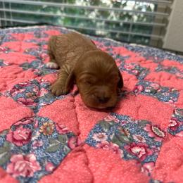 Reba - Red female Cavapoo puppy in Thorndale, Texas from Hattie’s Texas Cavapoos