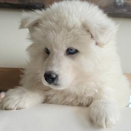 Lilly - White female Siberian Husky puppy in Woodlawn, Virginia from Delta Huskies