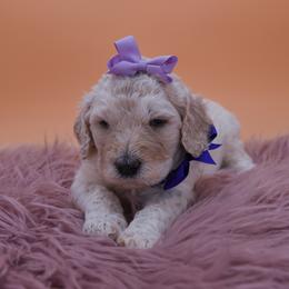 Bella purple collar - Cream female Goldendoodle puppy in Lexington, North Carolina from Deborah’s Doodles