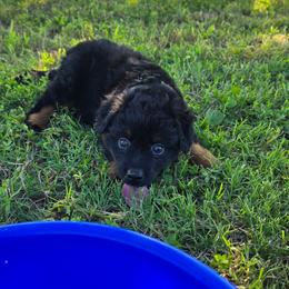 Spark Plug - Black tri male Miniature Australian Shepherd puppy in Paris, Texas from Blue Envy Mini Aussies
